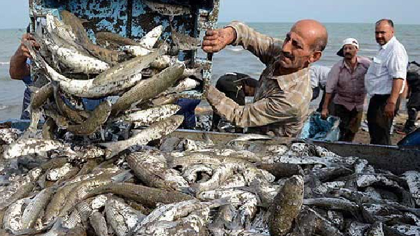 افزایش ۳۶ درصدی صید ماهی سفید