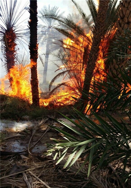 تیشه به ریشه نخلستان های جهرم تیشه به ریشه نخلستان های جهرم