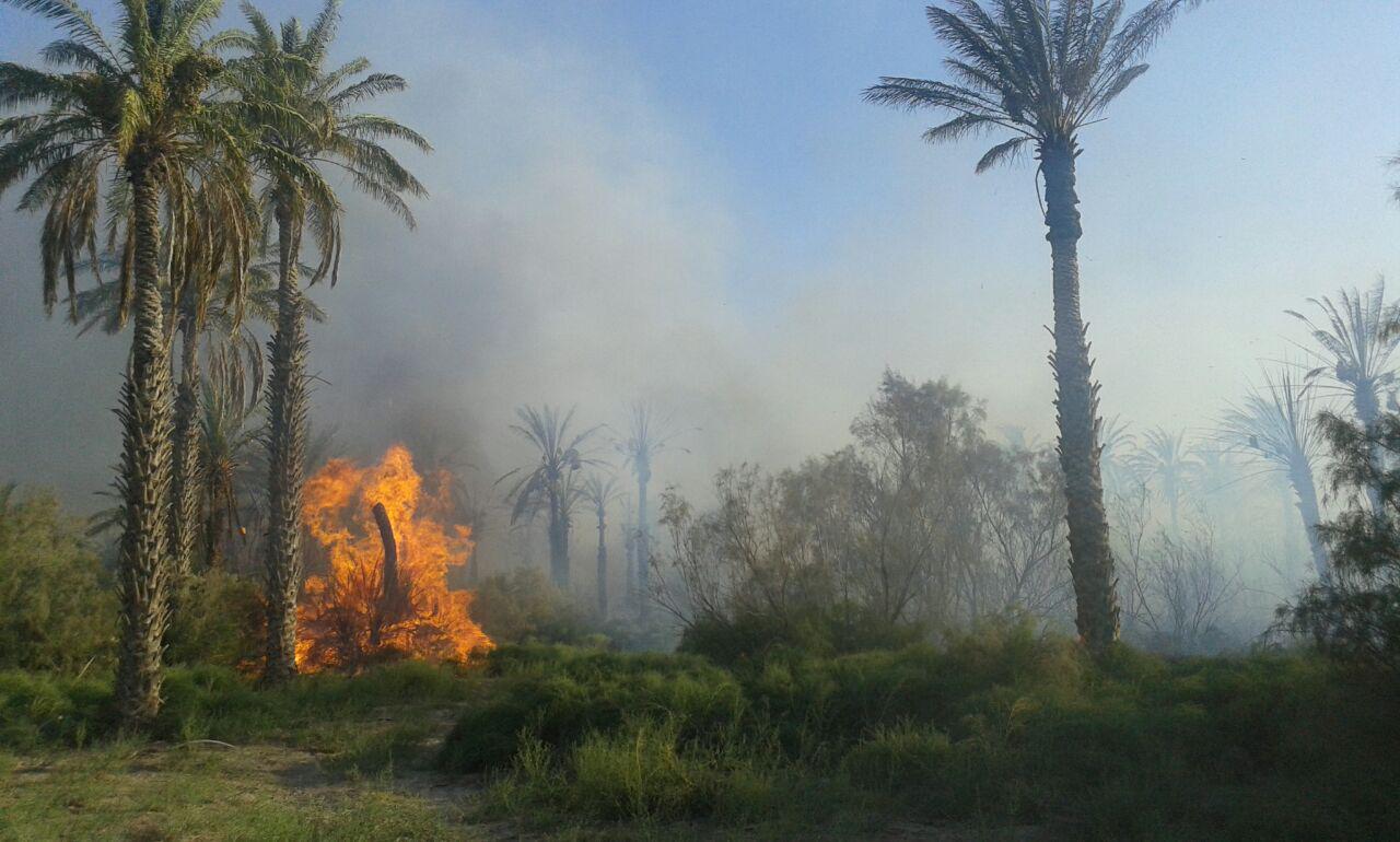 تیشه به ریشه نخلستان های جهرم تیشه به ریشه نخلستان های جهرم