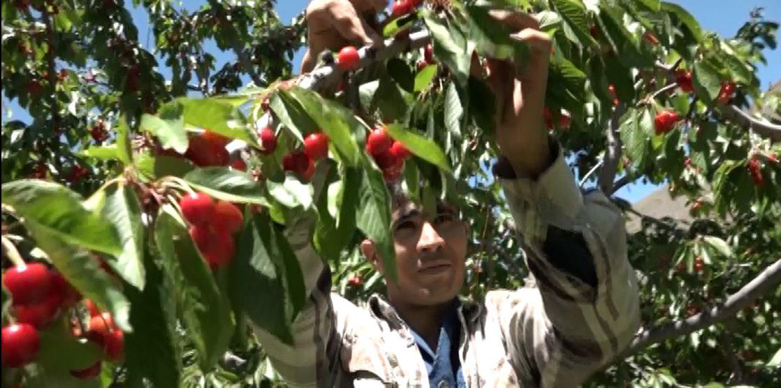 آغاز برداشت گیلاس در مازندران