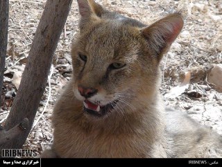 نجات گربه سان وحشی نادر در شهرستان گیلانغرب