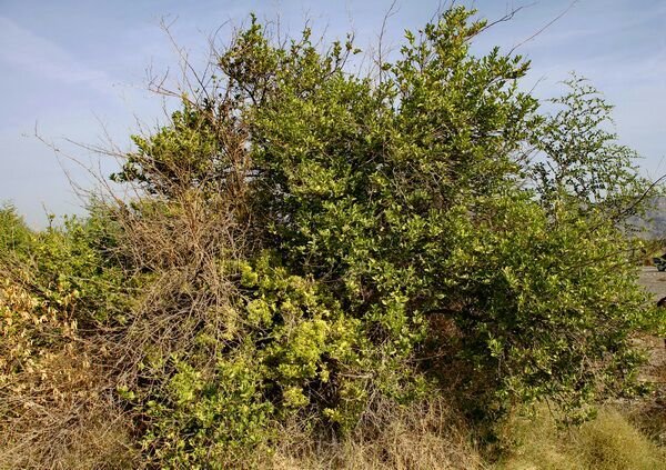 نابودی چندین هزار هکتار از باغات لیموترش کشور بر اثر بیماری جاروک