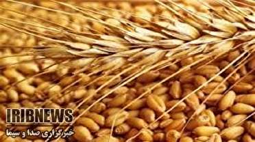 معرفی و توسعه ارقام جدید بذر غلات در زنجان معرفی و توسعه ارقام جدید بذر غلات در زنجان