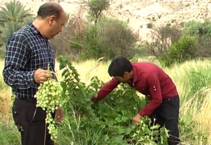 آغاز برداشت انگوراز مزارع بخش ارم دشتستان