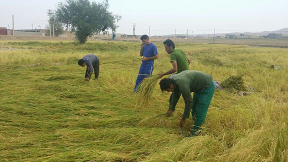 آغاز برداشت برنج در چرام
