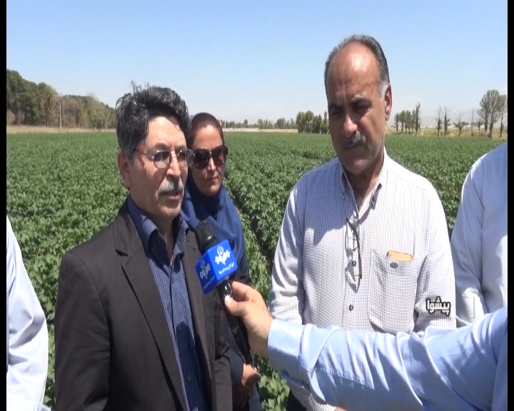 آغاز کشت دوباره پنبه، محصول استراتژیک فراموش شده در پیشوا + گزارش آغاز کشت دوباره پنبه، محصول استراتژیک فراموش شده در پیشوا + گزارش