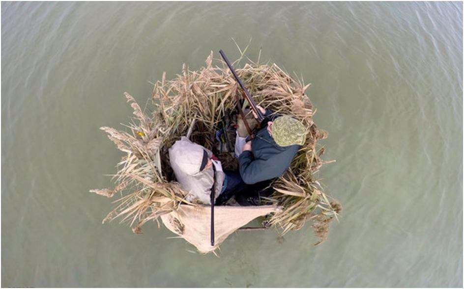 مرغابی‌هایی که دل شکارچیان را بُردند!