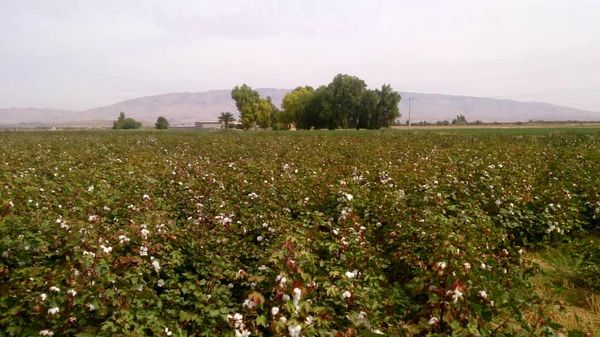 برداشت پنبه در شهرستان جهرم برداشت پنبه در شهرستان جهرم