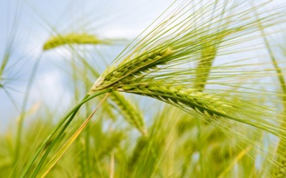 تولید بیش از هزار تن گندم در قائم شهر