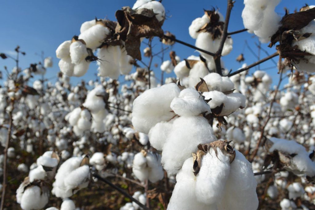 برداشت طلای سفید از مزارع فسا برداشت طلای سفید از مزارع فسا