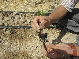 حمایت از کشت نشایی پنبه و چغندرقند در نیشابور