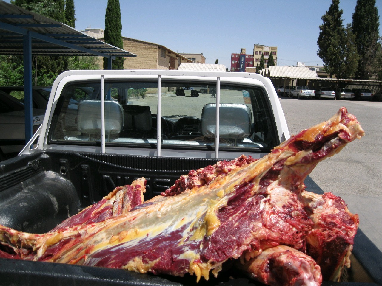 نابودی فراورده های دامی فاسد در سیرجان نابودی فراورده های دامی فاسد در سیرجان