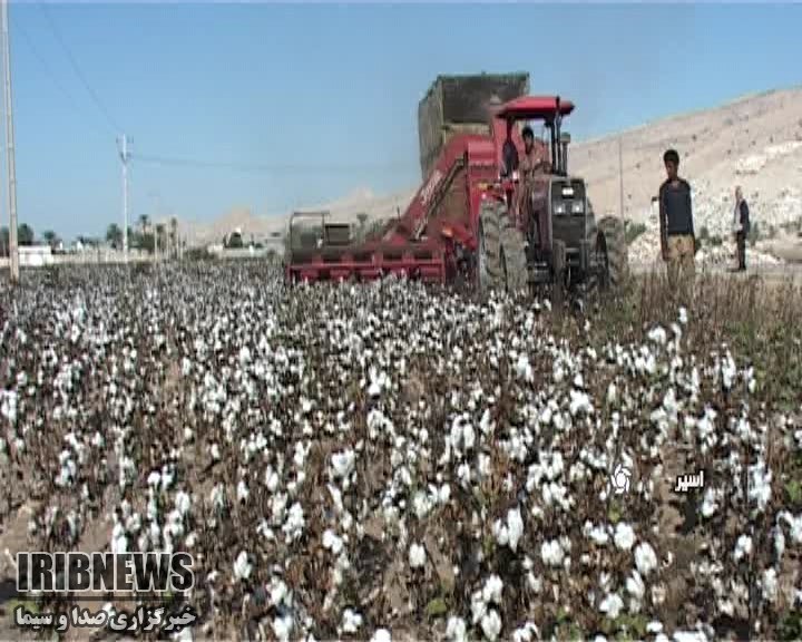 برداشت گل‌های سپید از دامان مهر