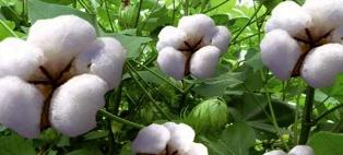 تصفیه 171 هزار کیلوگرم وش در خورشید مازندران