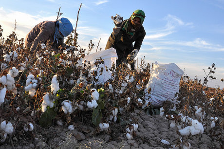 خریداری ۶۵۰ تن پنبه از کشاورزان خراسان جنوبی خریداری ۶۵۰ تن پنبه از کشاورزان خراسان جنوبی