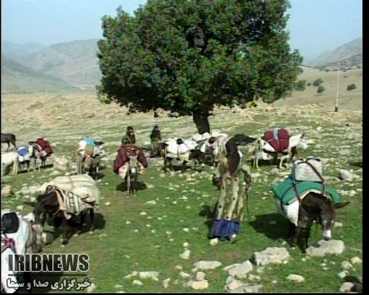 منع کوچ زودهنگام عشایر به چهارمحال و بختیاری