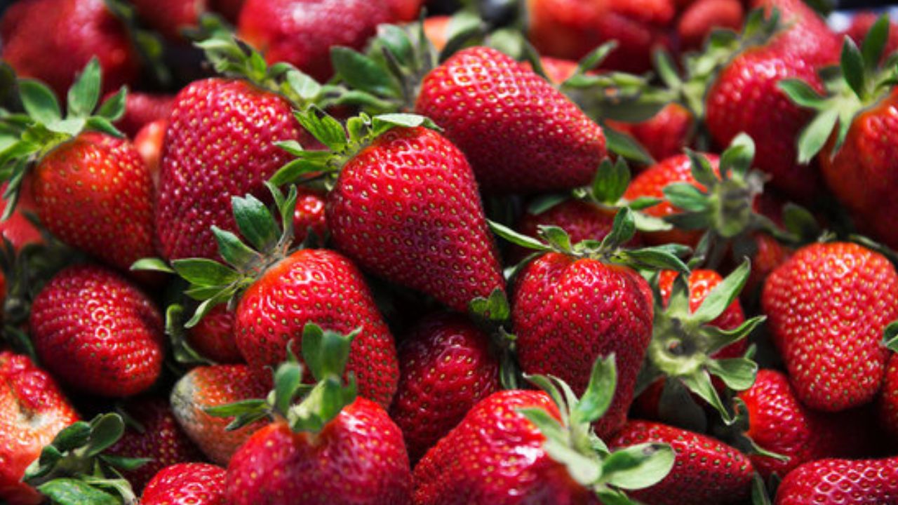 برگزاری دومین دوره جشنواره توت فرنگی درکردستان برگزاری دومین دوره جشنواره توت فرنگی درکردستان