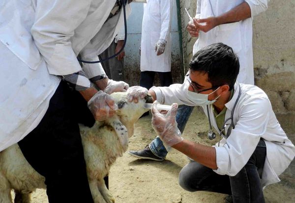 شناسایی 2 کانون تب کریمه کنگو در چهارمحال و بختیاری