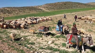 آغاز کوچ پائیزه عشایر فارس آغاز کوچ پائیزه عشایر فارس
