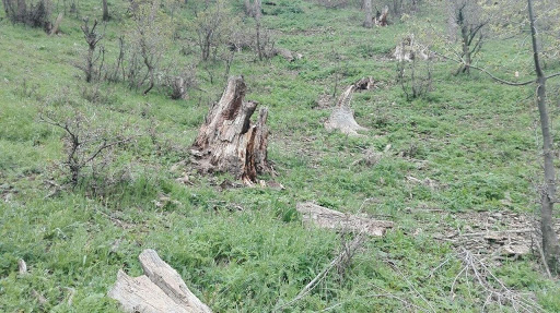 جنگل‌زدایی در سایه کرونا