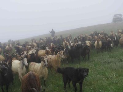 آغاز کوچ بهاره رمه داران گیلانی