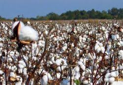 اختصاص ۱۰ هزار هکتار از اراضی منطقه مغان به کشت محصول پنبه اختصاص ۱۰ هزار هکتار از اراضی منطقه مغان به کشت محصول پنبه