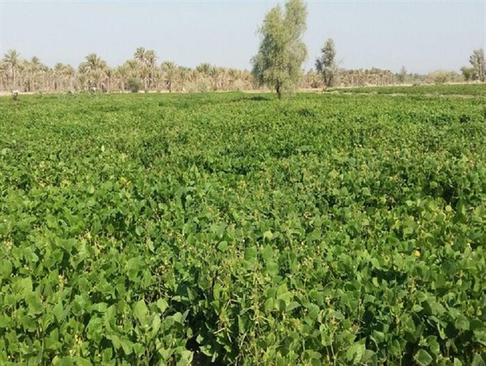 دست به کار شدن کشاورزان ایذه ایی برای کشت تابستانه دست به کار شدن کشاورزان ایذه ایی برای کشت تابستانه