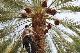 برداشت خرما از نخلستان‌های شهرستان پارسان