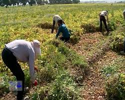 برداشت لوبیا در استان مرکزی