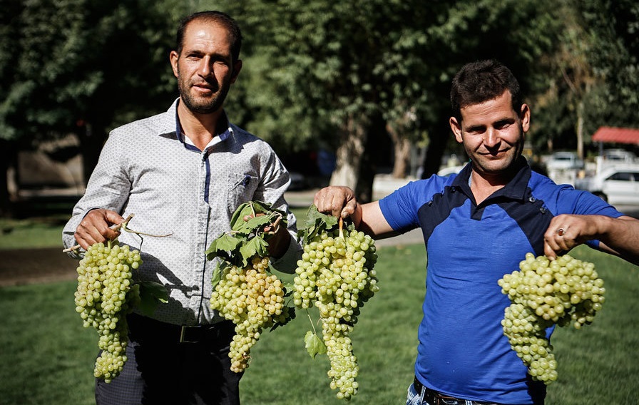 ملایر، آماده برگزاری هشتمین جشنواره خوشه برتر ملایر، آماده برگزاری هشتمین جشنواره خوشه برتر
