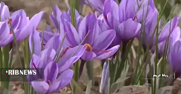 بسته بندی و فراوری راهکار نجات کشت زعفران بسته بندی و فراوری راهکار نجات کشت زعفران