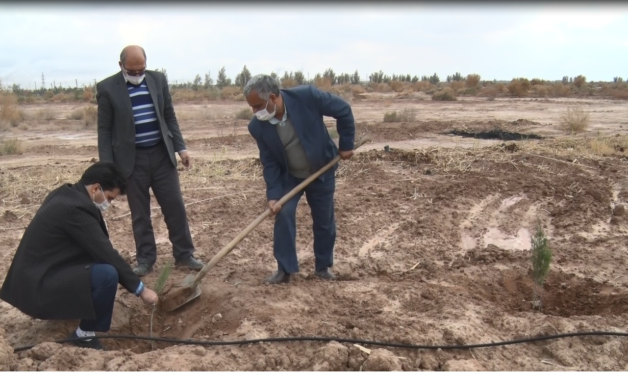 غرس دویست نهال درپارک جنگلبان میبد