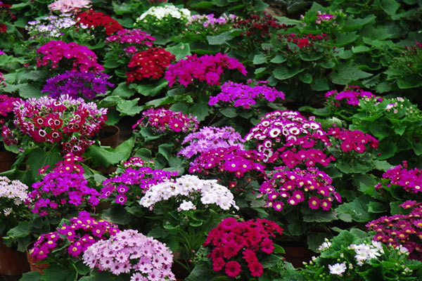 گلهایی به حال و هوای بهاری برای عید نوروز گلهایی به حال و هوای بهاری برای عید نوروز