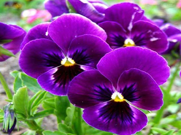 گلهایی به حال و هوای بهاری برای عید نوروز گلهایی به حال و هوای بهاری برای عید نوروز