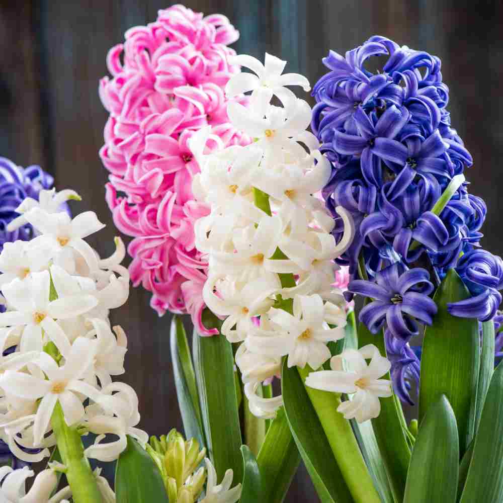 گلهایی به حال و هوای بهاری برای عید نوروز گلهایی به حال و هوای بهاری برای عید نوروز