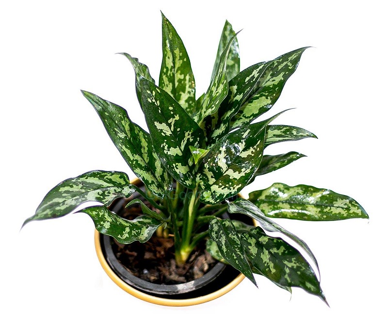 گلهایی به حال و هوای بهاری برای عید نوروز گلهایی به حال و هوای بهاری برای عید نوروز