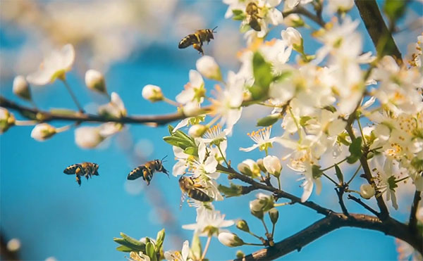 زنبور‌های سمپاش؛ موثرتر از پمپ و تراکتور