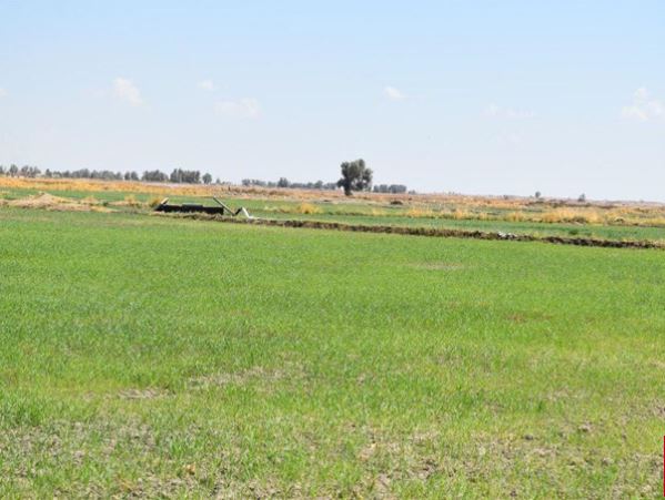 طرح تغذیه گندم و پنبه برای انتخاب بهترین رقم با بیشترین تولید طرح تغذیه گندم و پنبه برای انتخاب بهترین رقم با بیشترین تولید