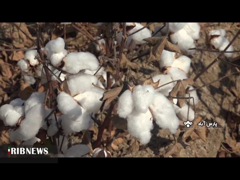 سه مرکز خرید توافقی پنبه در مغان ایجاد شد