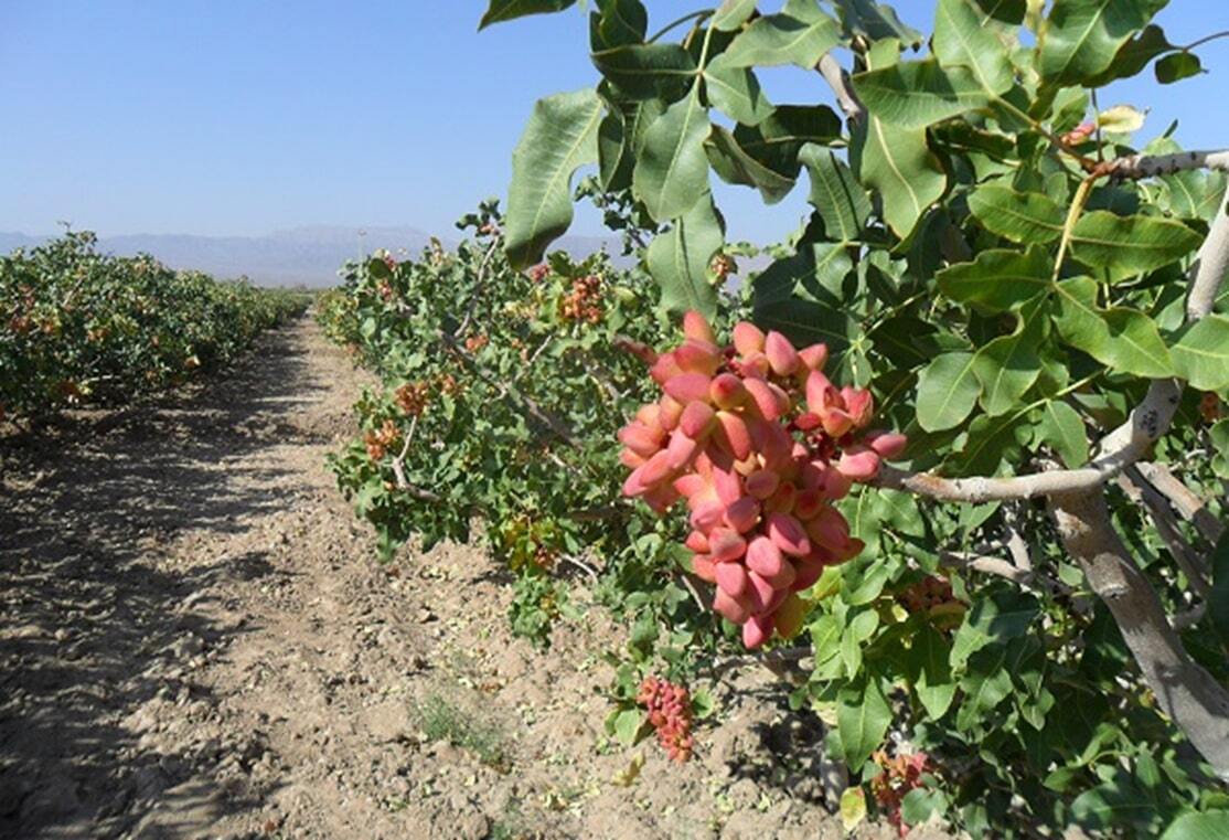 آشنایی کشاورزان بخش انزل ارومیه با کاشت پسته