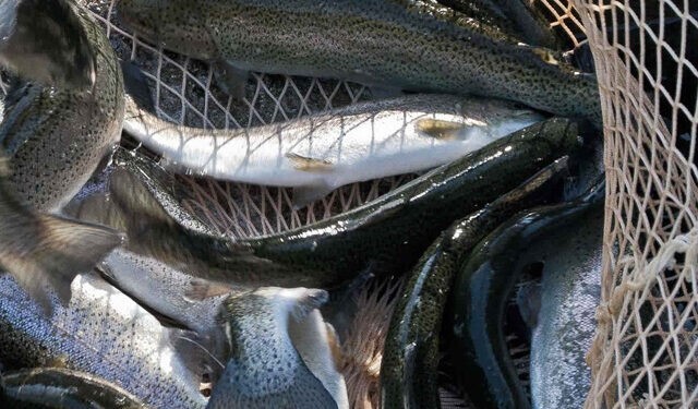 صادرات پایدار و ایمن در مزارع پرورش ماهیان گرمابی صادرات پایدار و ایمن در مزارع پرورش ماهیان گرمابی