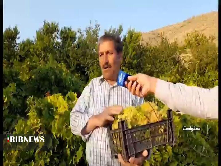 آغاز برداشت انگور از باغات روستای دربند بخش سنخواست