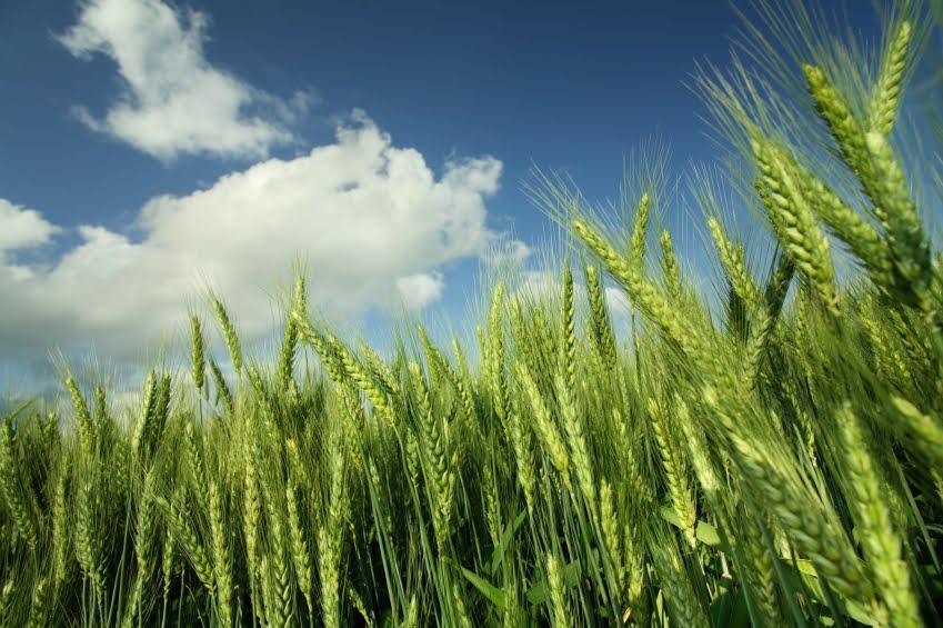 اختصاص ۱۹ هزار هکتار از اراضی کارون به کشت گندم اختصاص ۱۹ هزار هکتار از اراضی کارون به کشت گندم