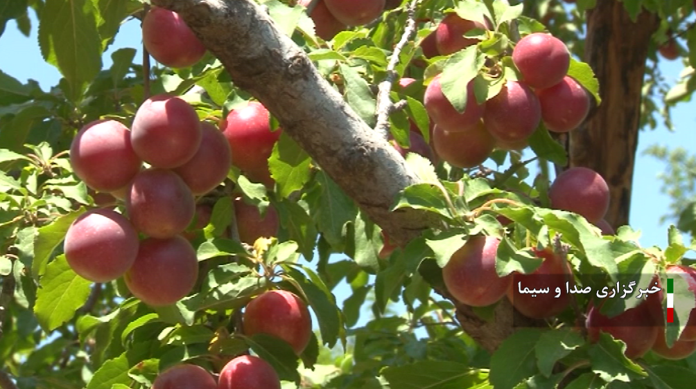 پیش بینی برداشت ۲۸ هزار تن آلوچه از باغات مراغه