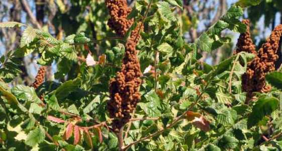 برگزاری جشنواره ملی سماق در گناباد