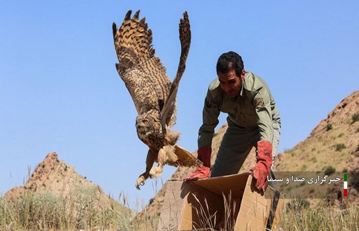 رهاسازی ۱۶ پرنده در تالاب بیشه دالان بروجرد