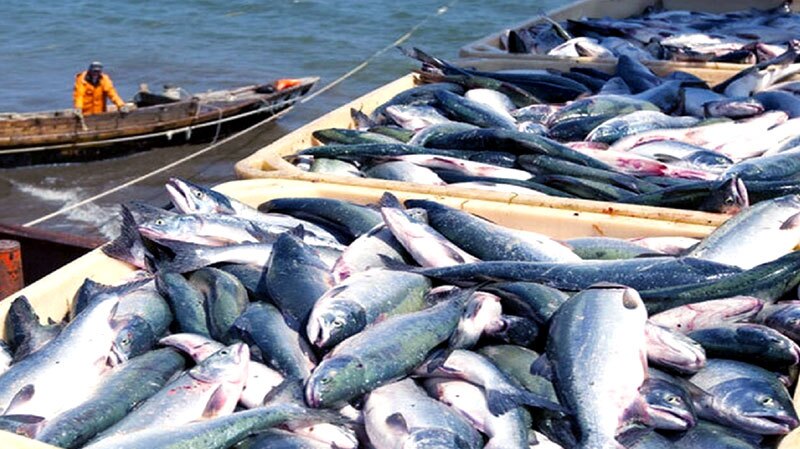 هدفگذاری ۳۰ هزار میلیارد تومانی برای سرمایهگذاری در حوزه شیلات هدفگذاری ۳۰ هزار میلیارد تومانی برای سرمایهگذاری در حوزه شیلات