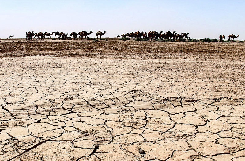  احیای تالاب نیازمند عزم رییس جمهور و دولتمردان