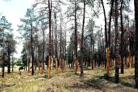 آمار بالای آفت زدگی و بیماری درختان در تهران