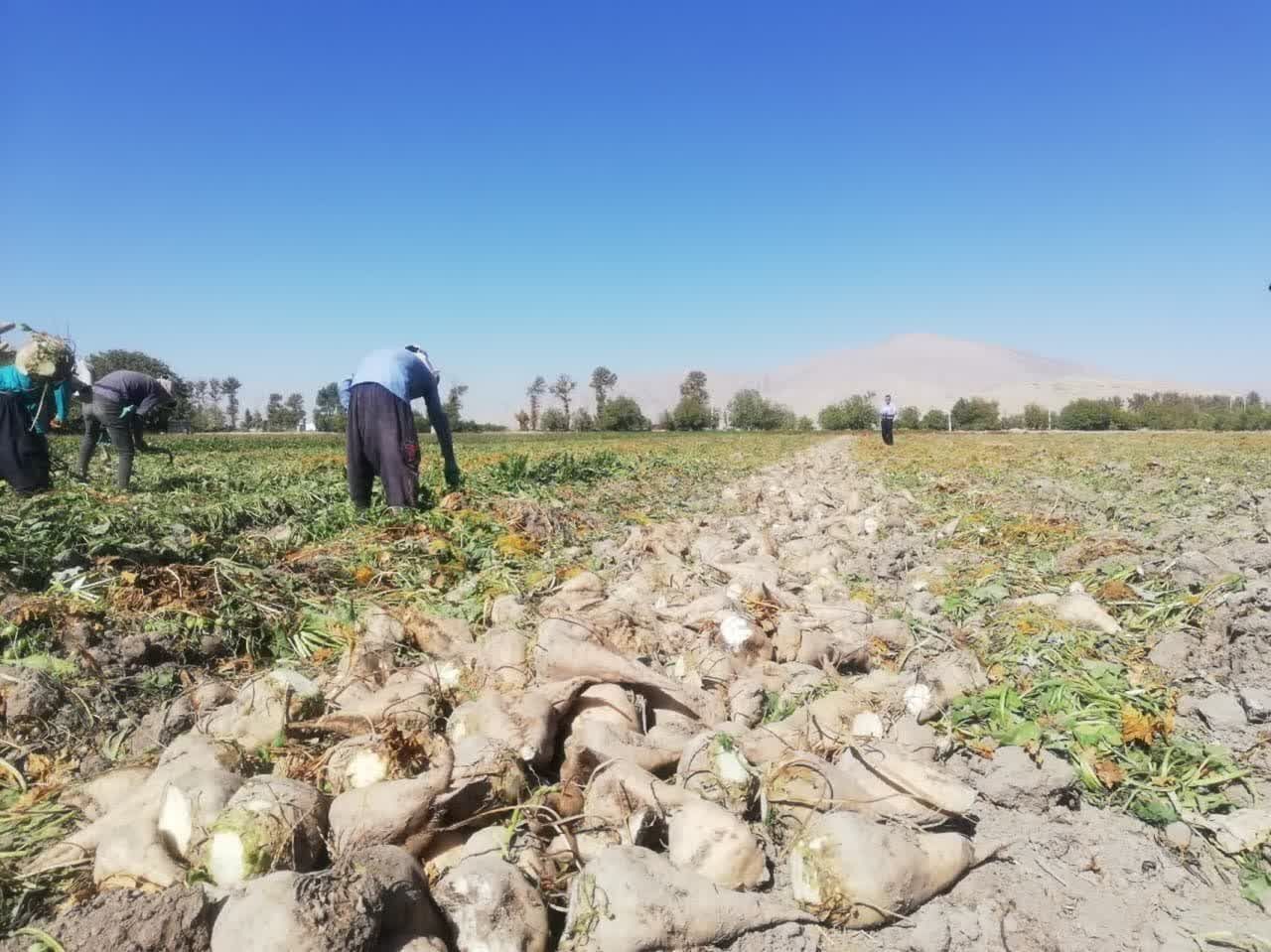 تولید بیش از ۶۹ هزار تن چغندرقند در مزارع مرودشت